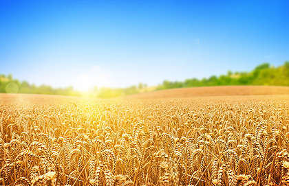 Getreide im Sommer